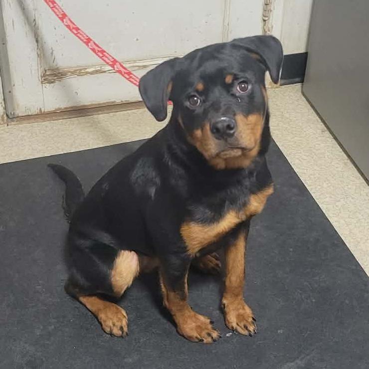 CT Willow, Adoptable, Young Female Rottweiler.