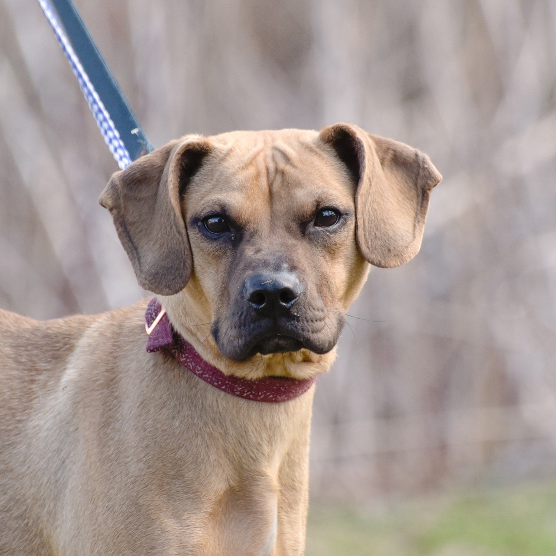 Toni Ann, a Adoptable mixed breed in Lambertville, NJ image 1/4