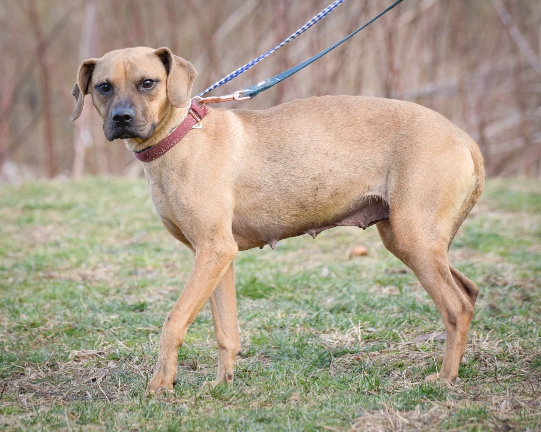 Toni Ann, a Adoptable mixed breed in Lambertville, NJ image 2/4