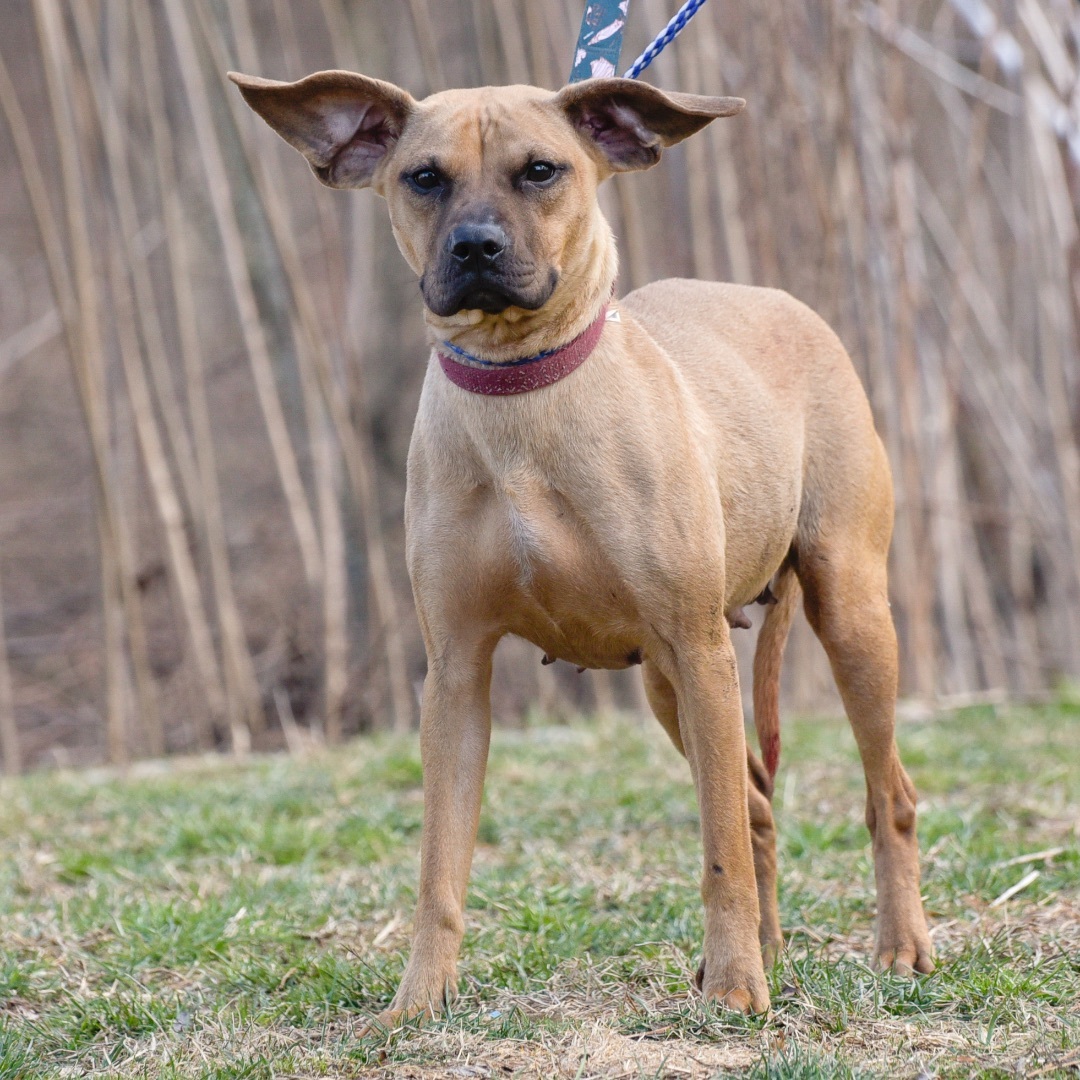 Toni Ann, a Adoptable mixed breed in Lambertville, NJ image 3/4