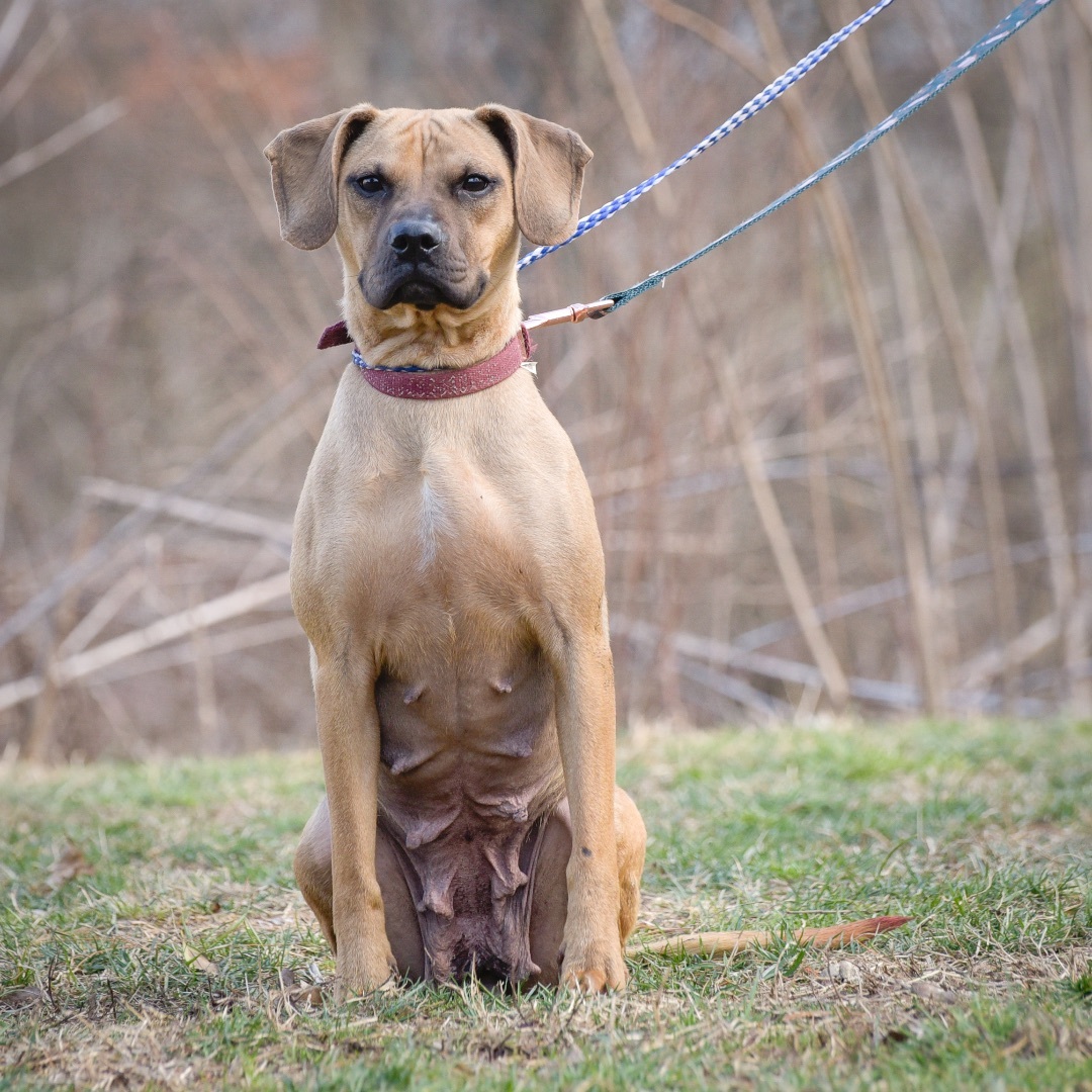 Toni Ann, a Adoptable mixed breed in Lambertville, NJ image 4/4