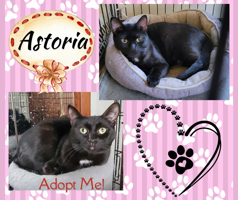 Astoria, Adoptable, Adult Female American Shorthair.