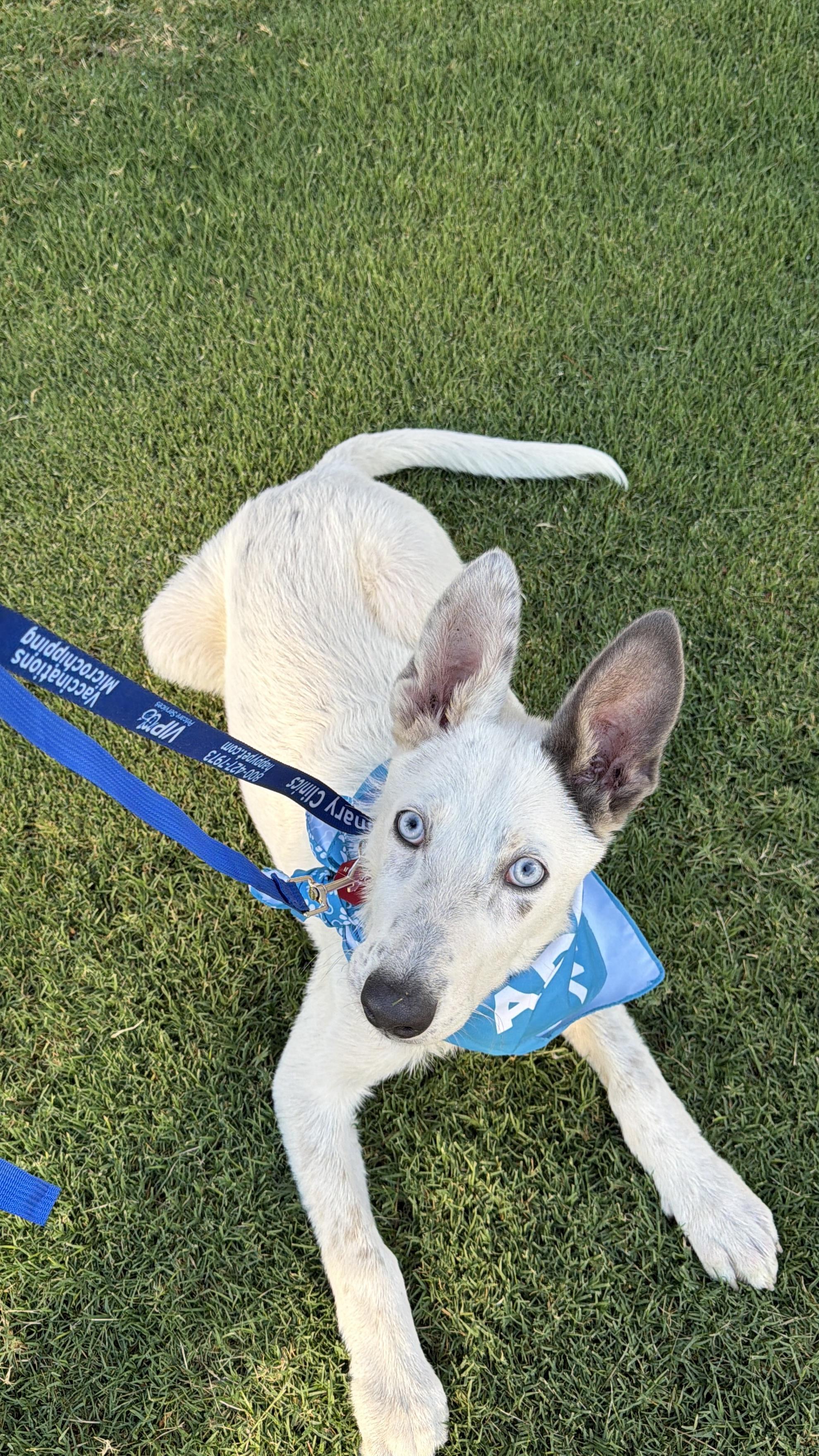 DUMPLING, a Adoptable mixed breed in Fresno, CA image 6/6