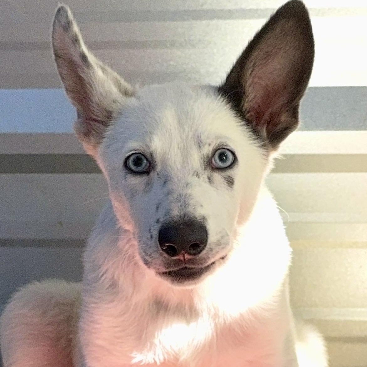 Dumpling, a Adoptable mixed breed in Fresno, CA image 3/6
