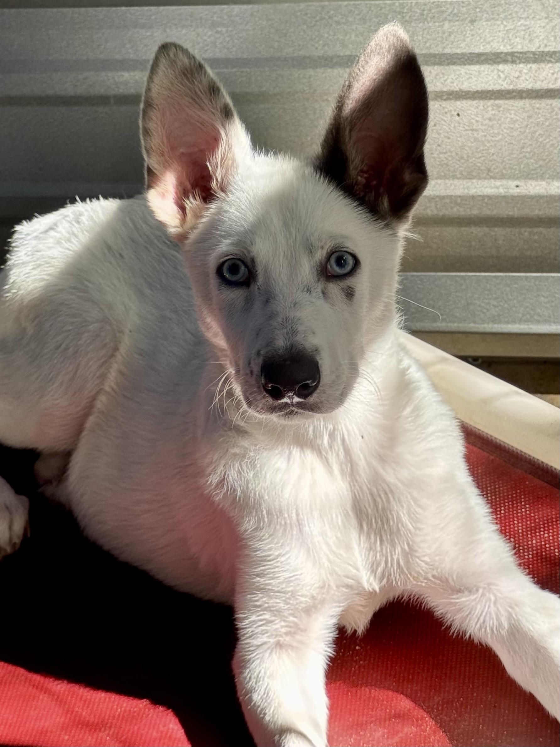 Dumpling, a Adoptable mixed breed in Fresno, CA image 2/6