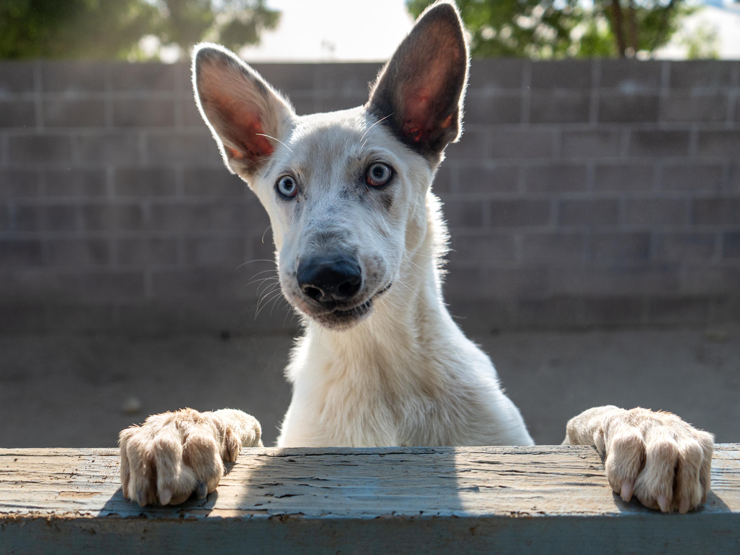 Enlarge DUMPLING, a Adoptable mixed breed in Fresno, CA image 1/5
