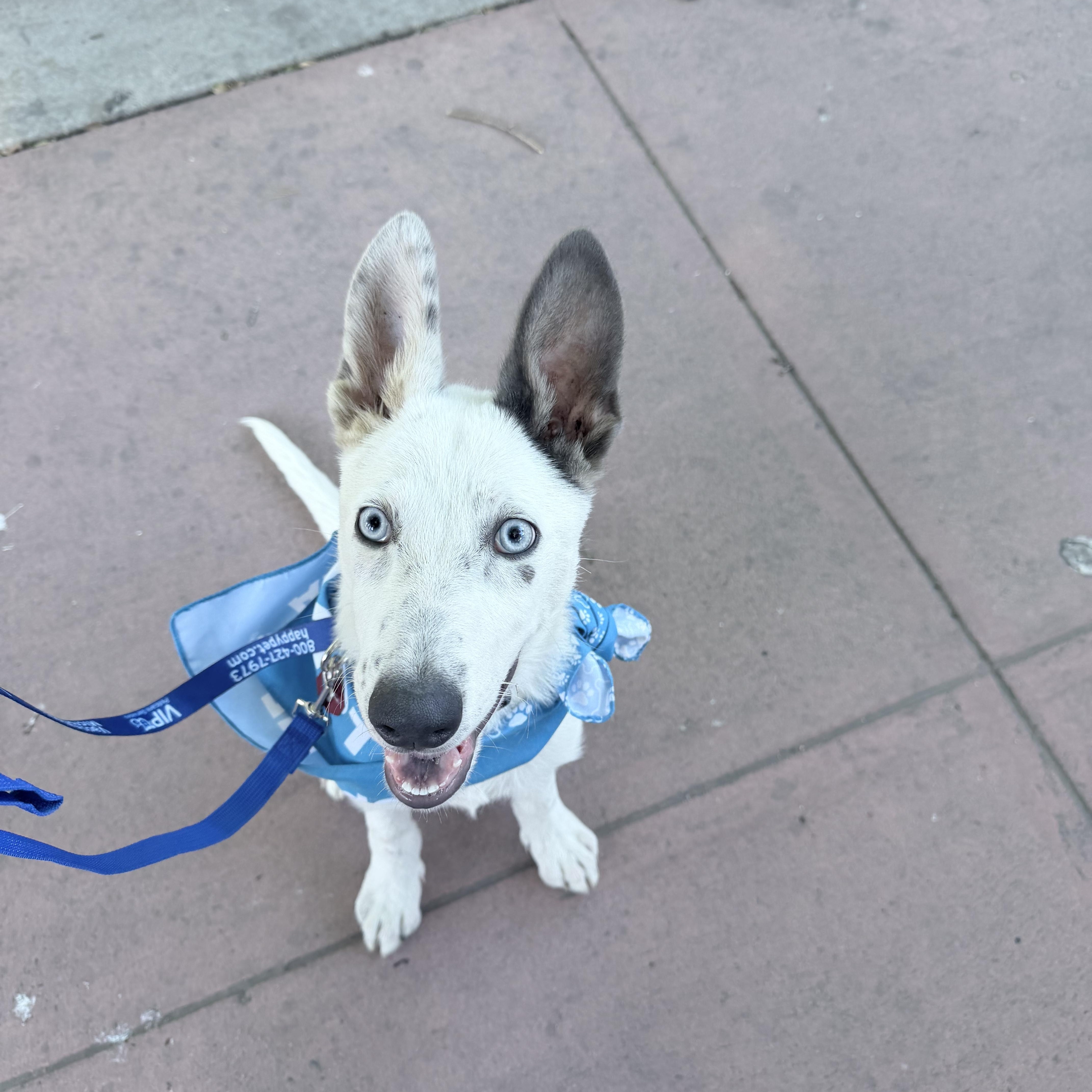 DUMPLING, a Adoptable mixed breed in Fresno, CA image 3/6