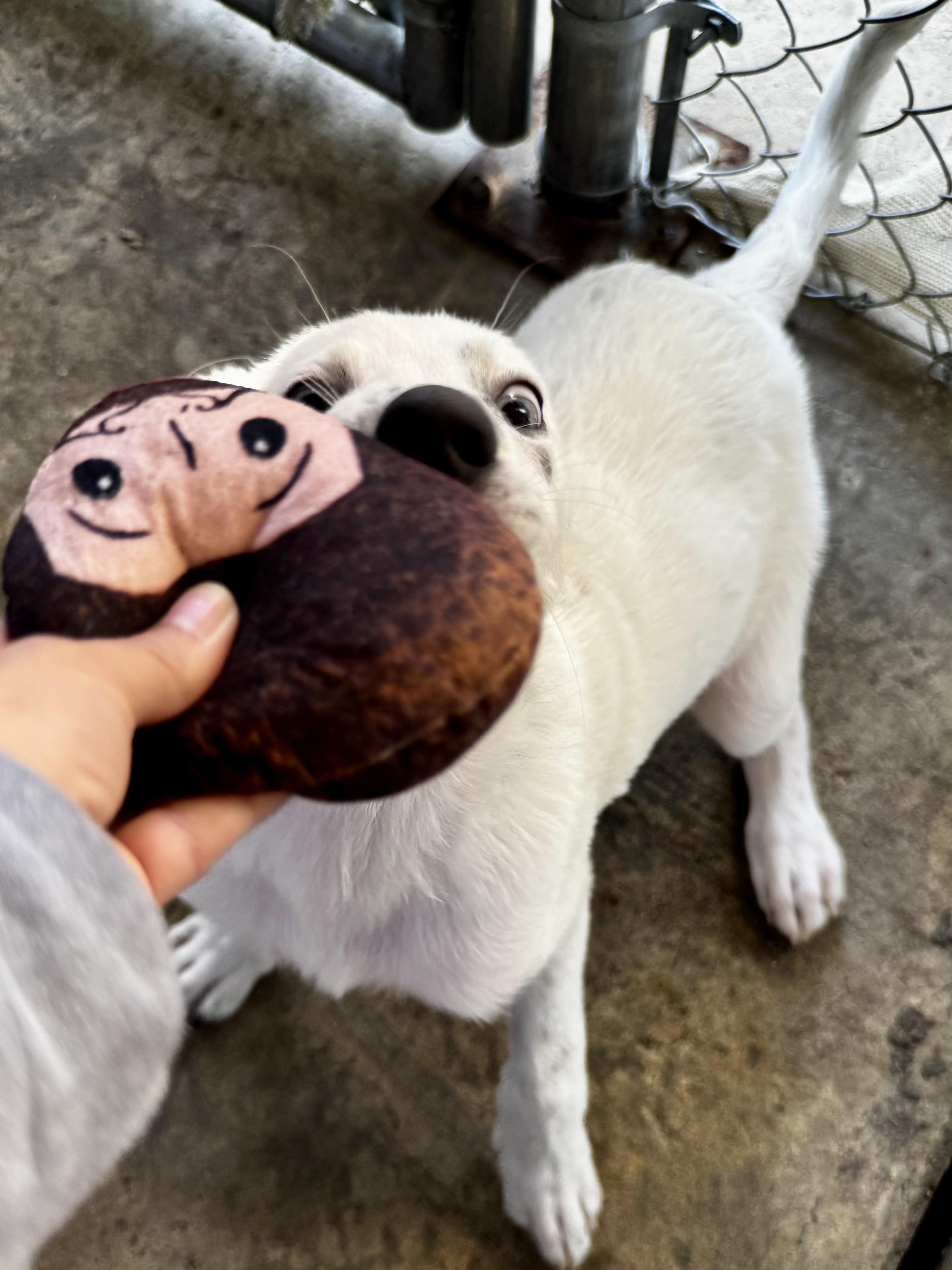 Dumpling, a Adoptable mixed breed in Fresno, CA image 6/6