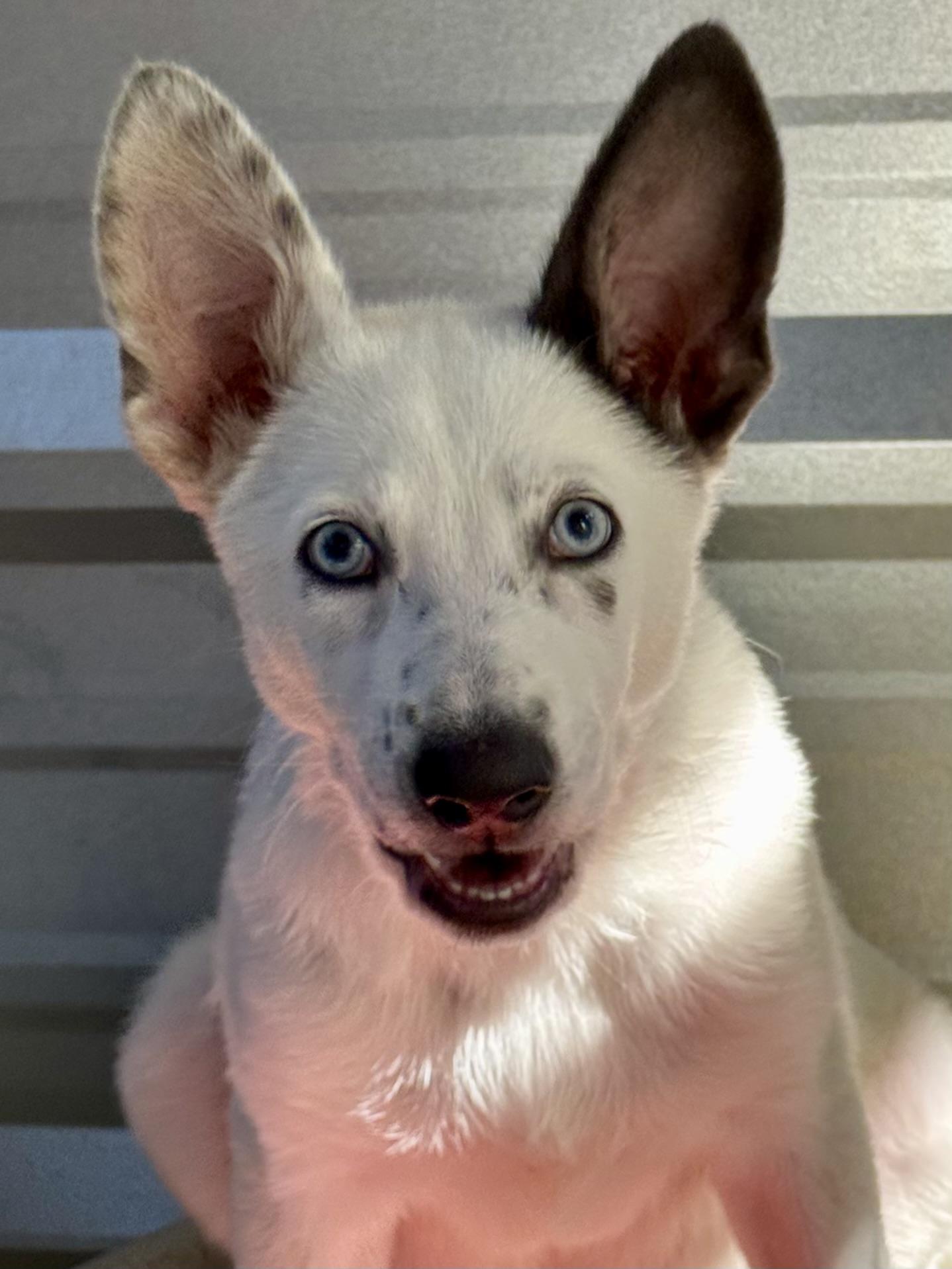 Dumpling, a Adoptable mixed breed in Fresno, CA image 5/6