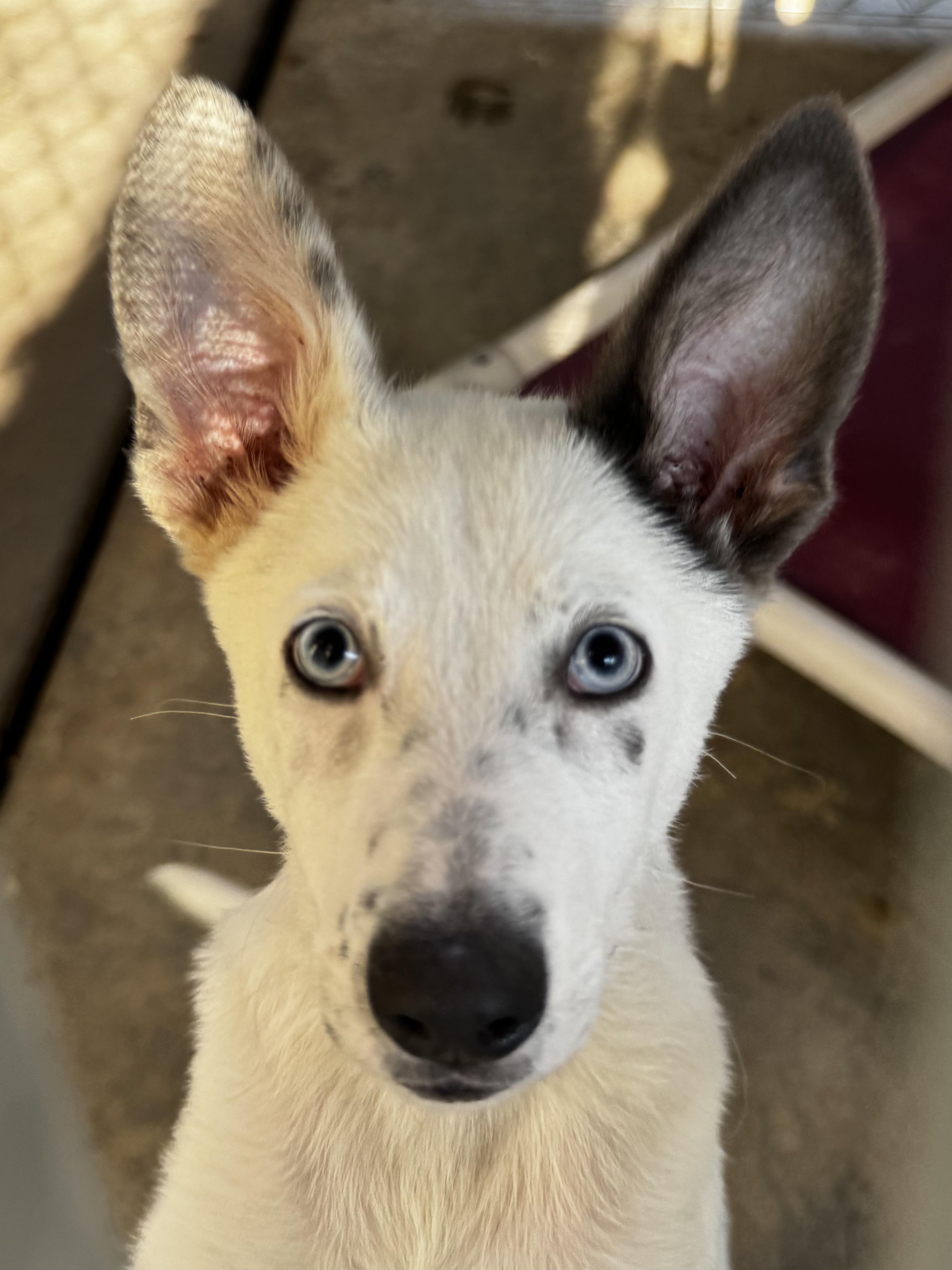 Dumpling, a Adoptable mixed breed in Fresno, CA image 1/6