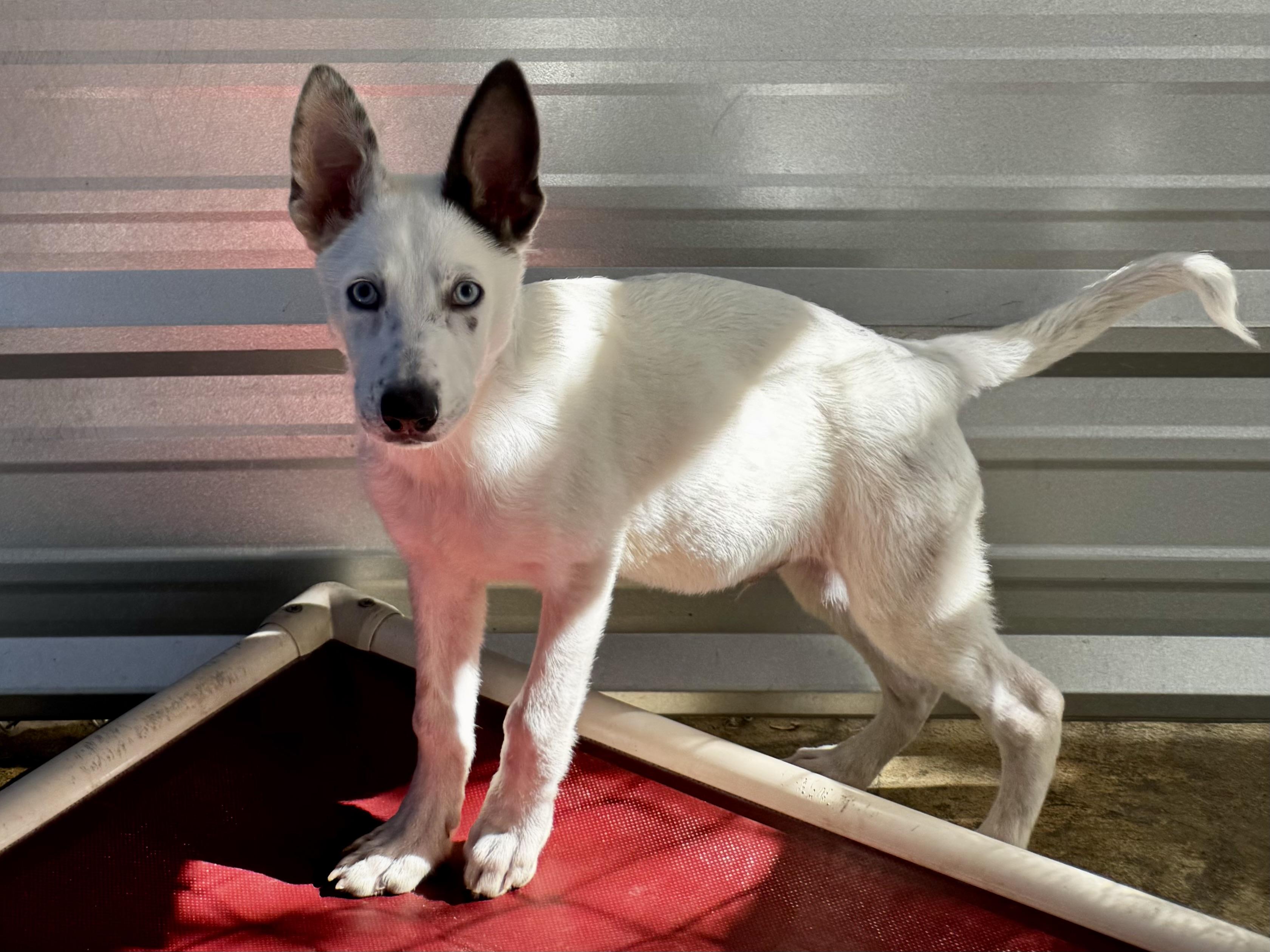 Dumpling, a Adoptable mixed breed in Fresno, CA image 4/6