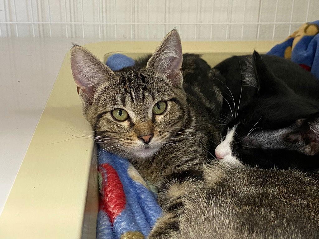 Enlarge 25-26 Zen, a Adoptable Domestic Short Hair in St. Helens, OR image 2/3