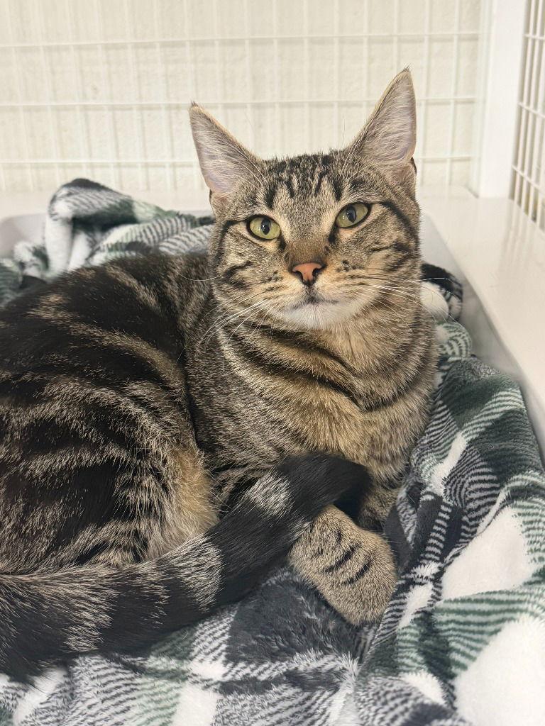 Enlarge 25-26 Zen, a Adoptable Domestic Short Hair in St. Helens, OR image 3/3