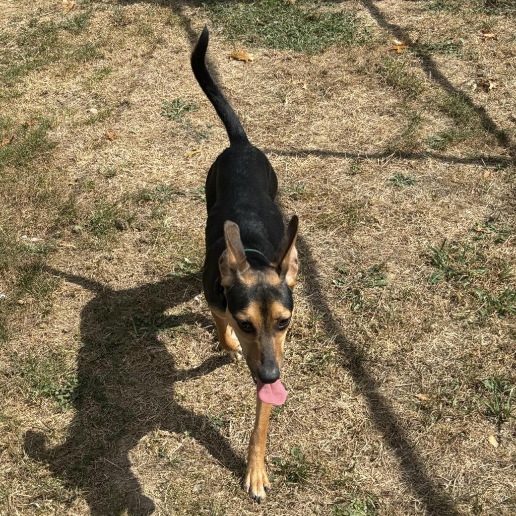 Tarantino, a Adoptable Mixed Breed in Beckley, WV image 1/6