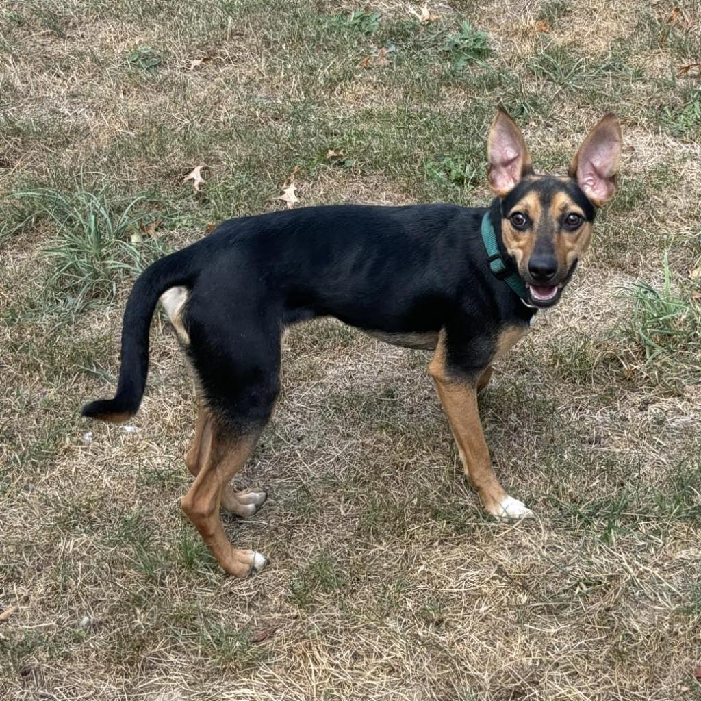 Tarantino, a Adoptable Mixed Breed in Beckley, WV image 2/6