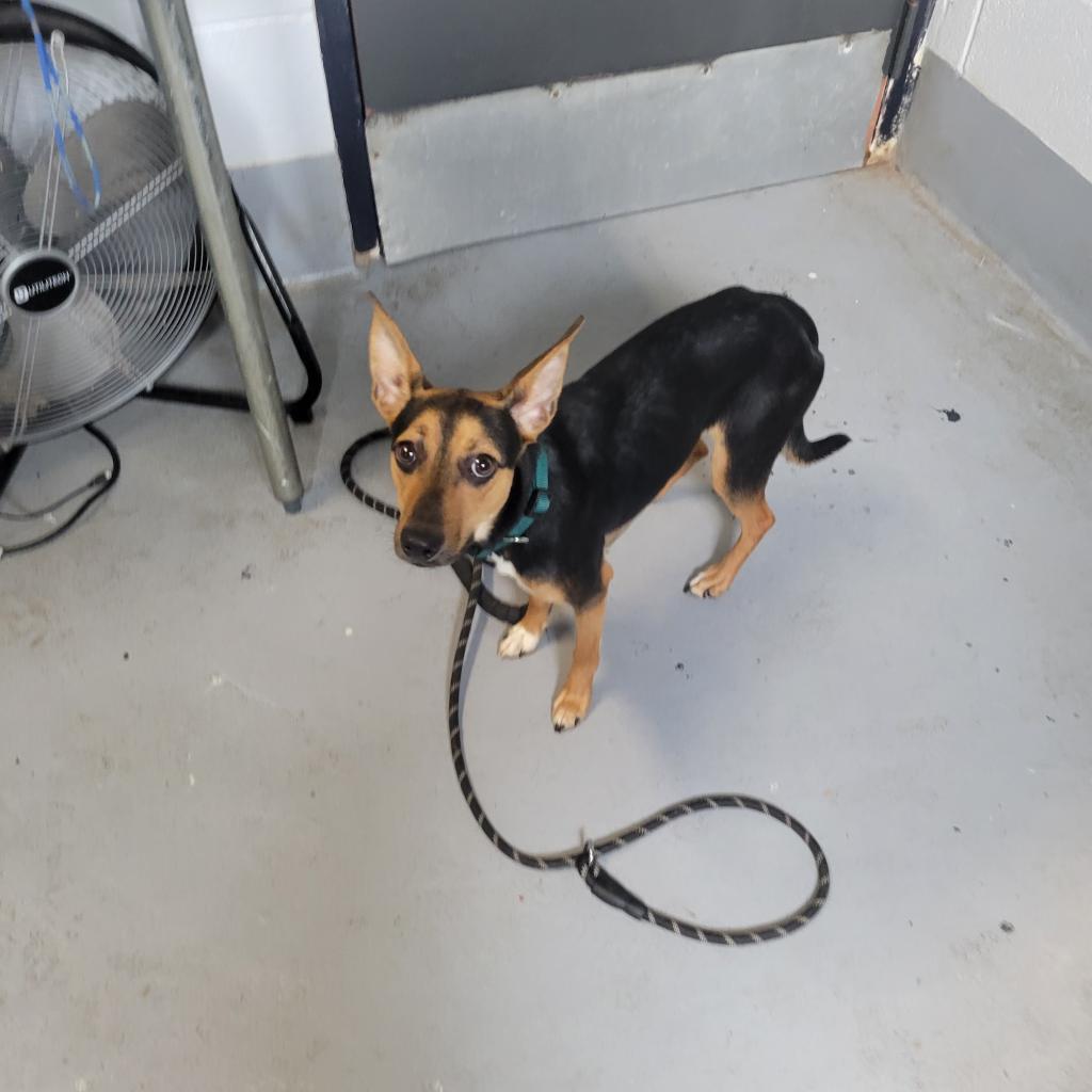 Tarantino, a Adoptable Mixed Breed in Beckley, WV image 3/6