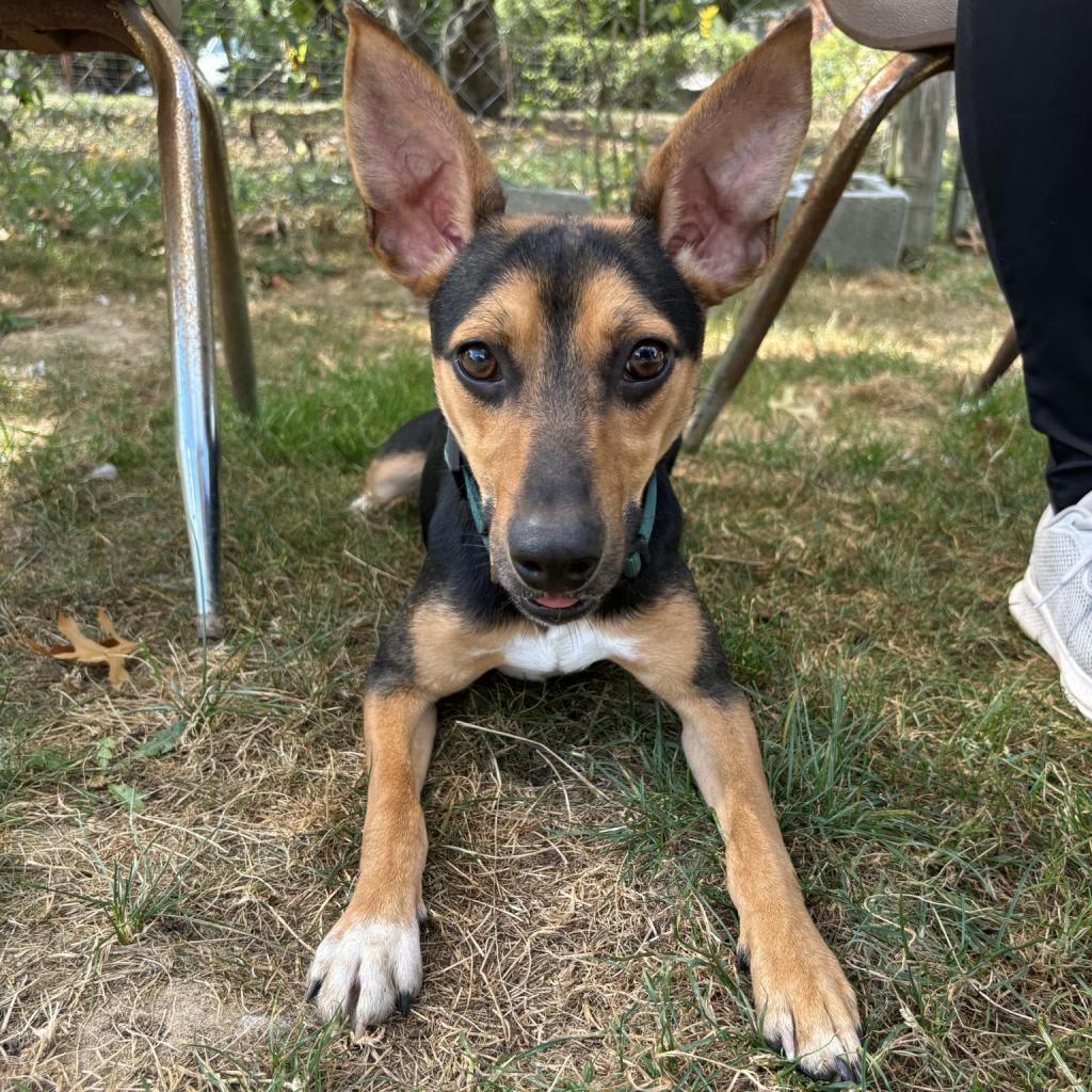 Tarantino, a Adoptable Mixed Breed in Beckley, WV image 4/6