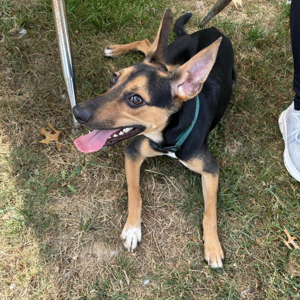 Tarantino, a Adoptable Mixed Breed in Beckley, WV image 5/6
