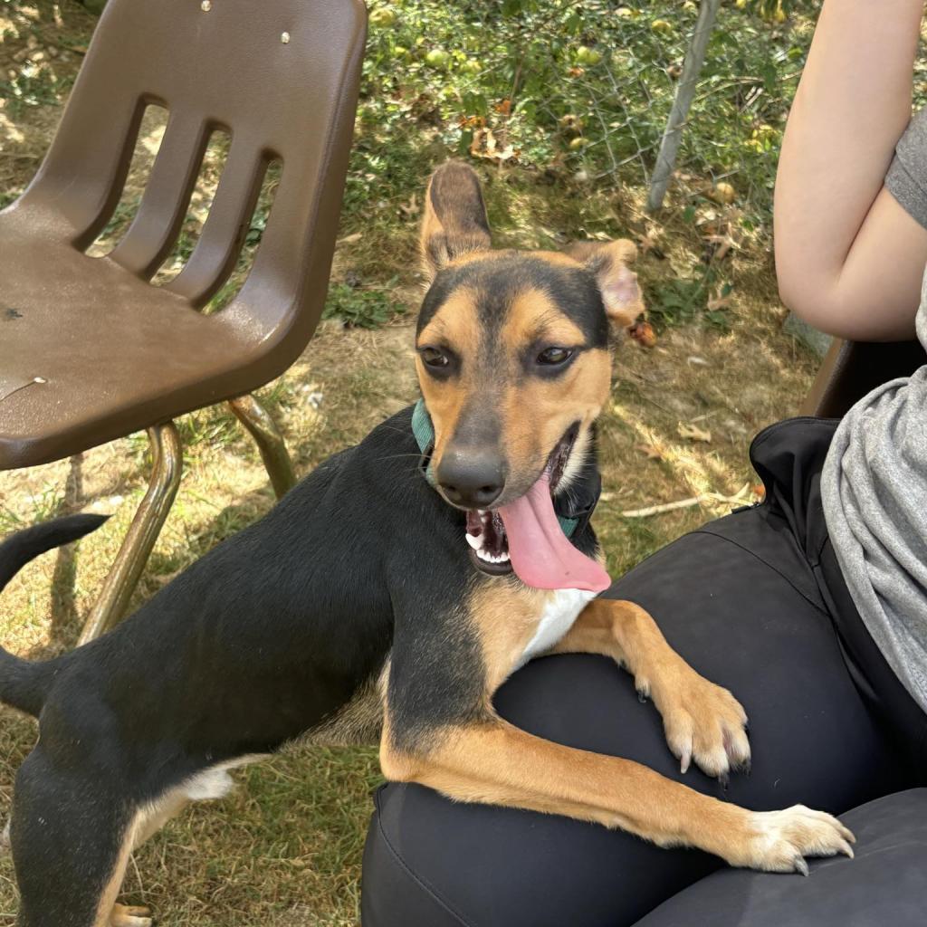 Tarantino, a Adoptable Mixed Breed in Beckley, WV image 6/6