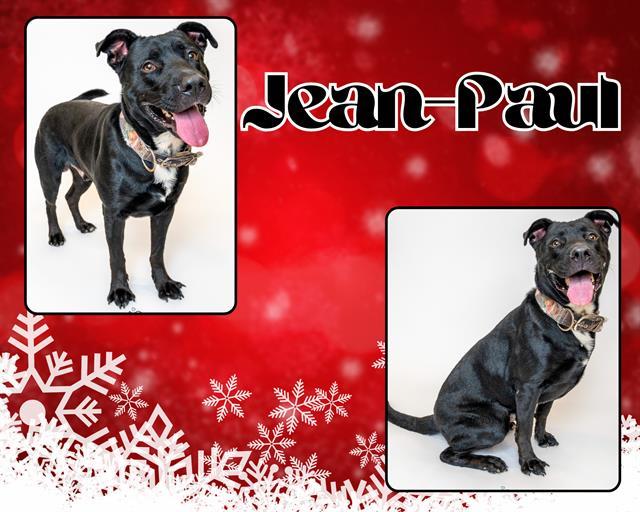 JEAN-PAUL, Adoptable, Adult Male Labrador Retriever & Mixed Breed.
