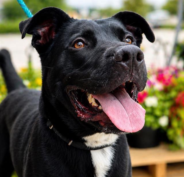 JEAN-PAUL, Adoptable, Adult Male Labrador Retriever & Mixed Breed.