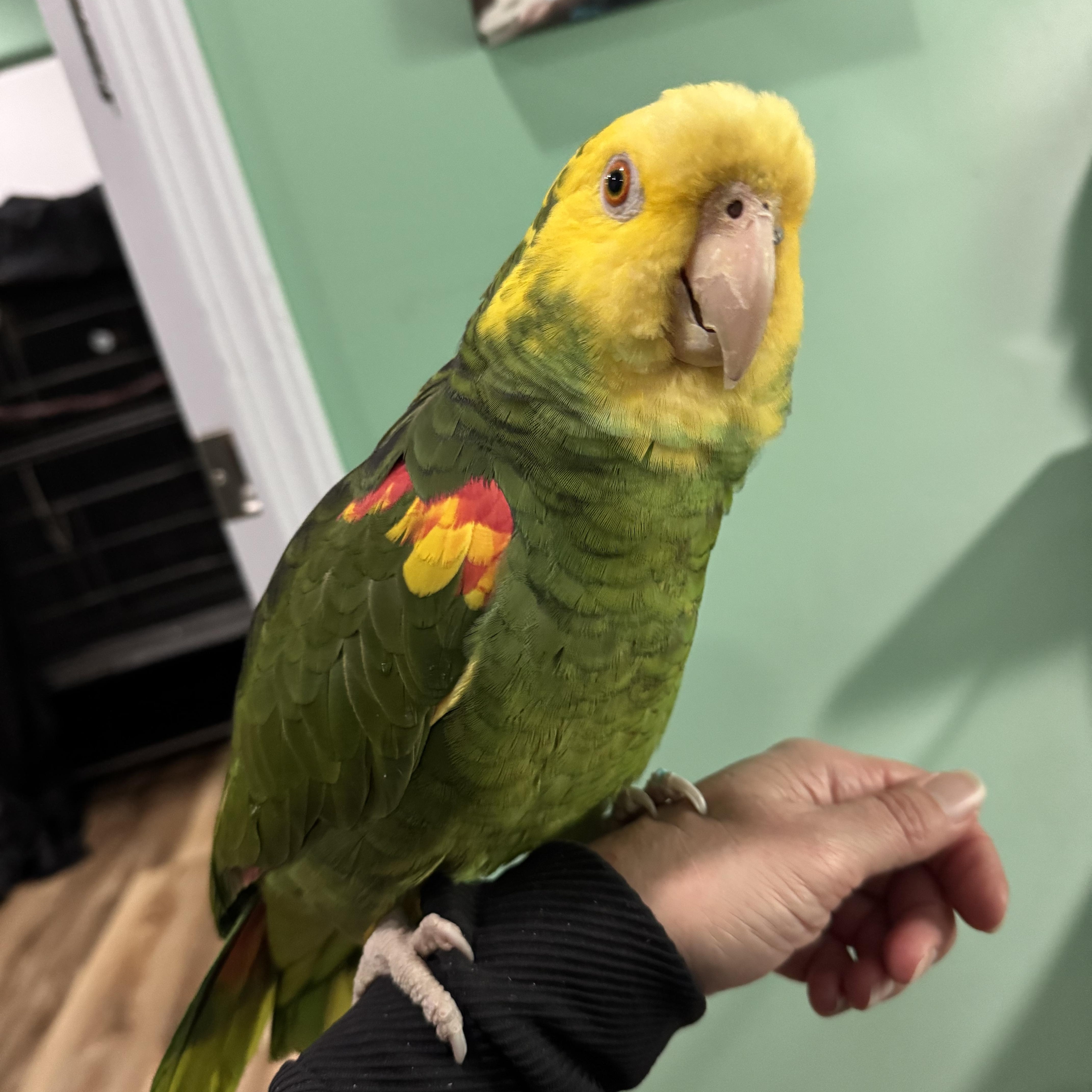 Enlarge Gumby, a ADOPTABLE Amazon in San Diego, CA image 3/4