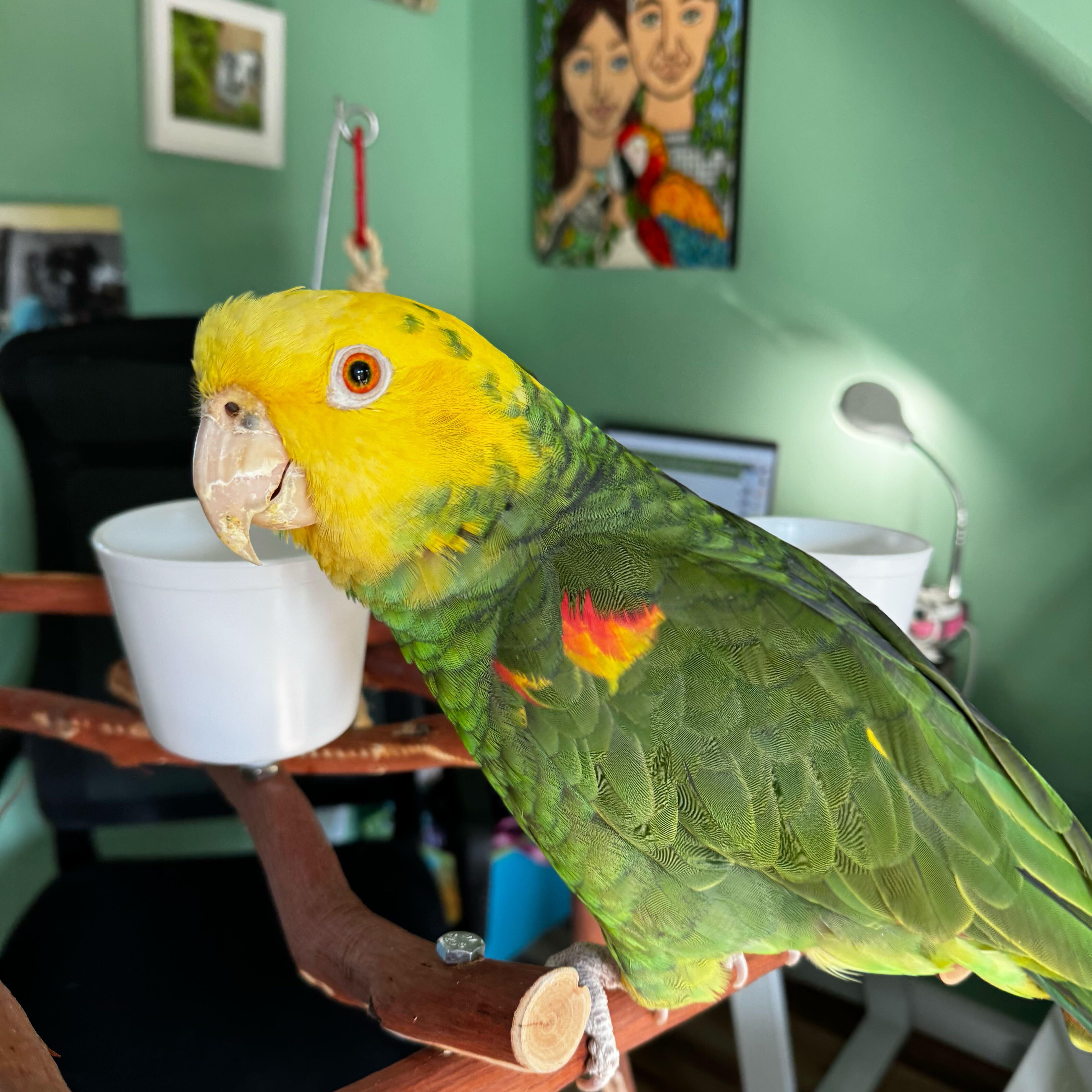 Enlarge Gumby, a ADOPTABLE Amazon in San Diego, CA image 1/5