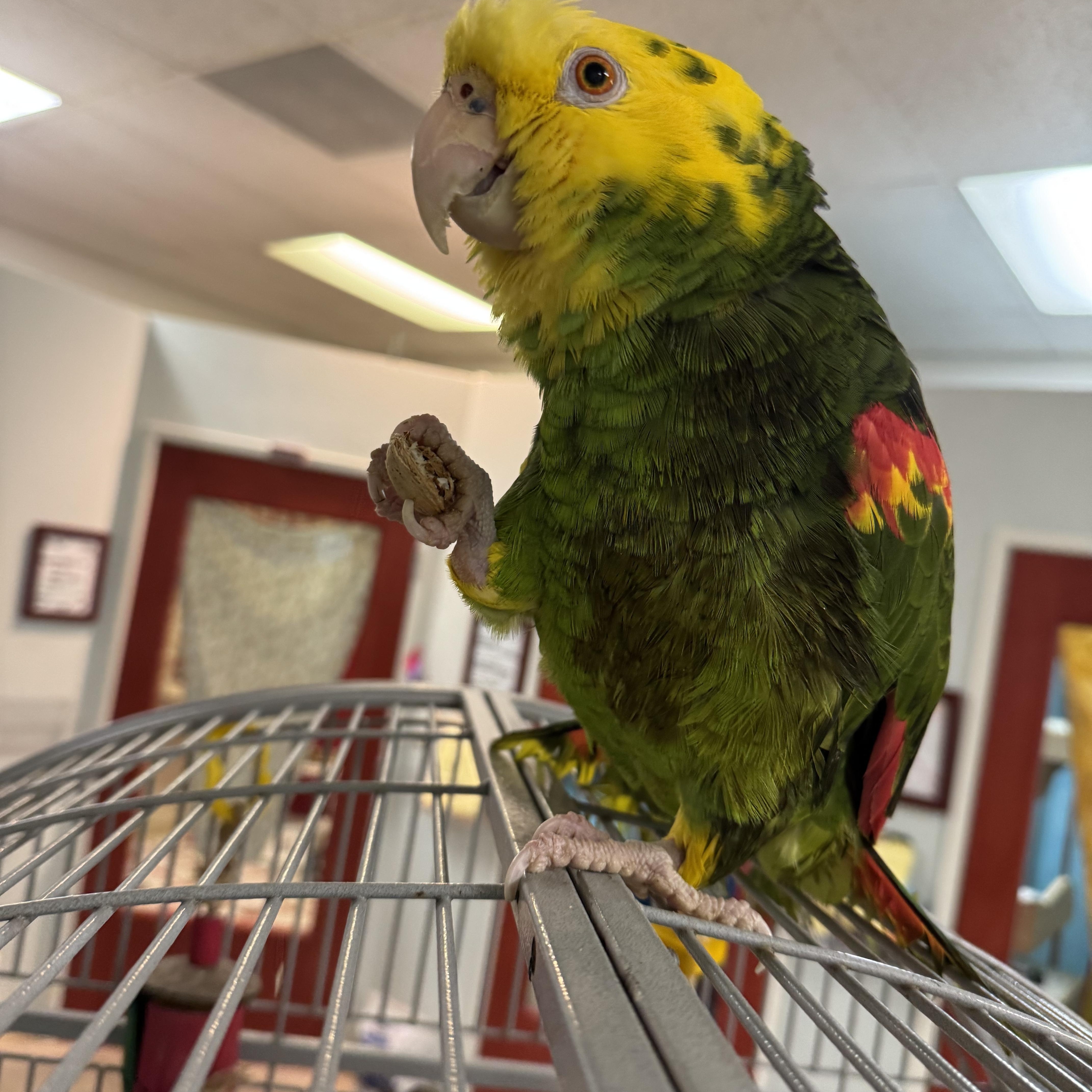 Enlarge Gumby, a ADOPTABLE Amazon in San Diego, CA image 2/4