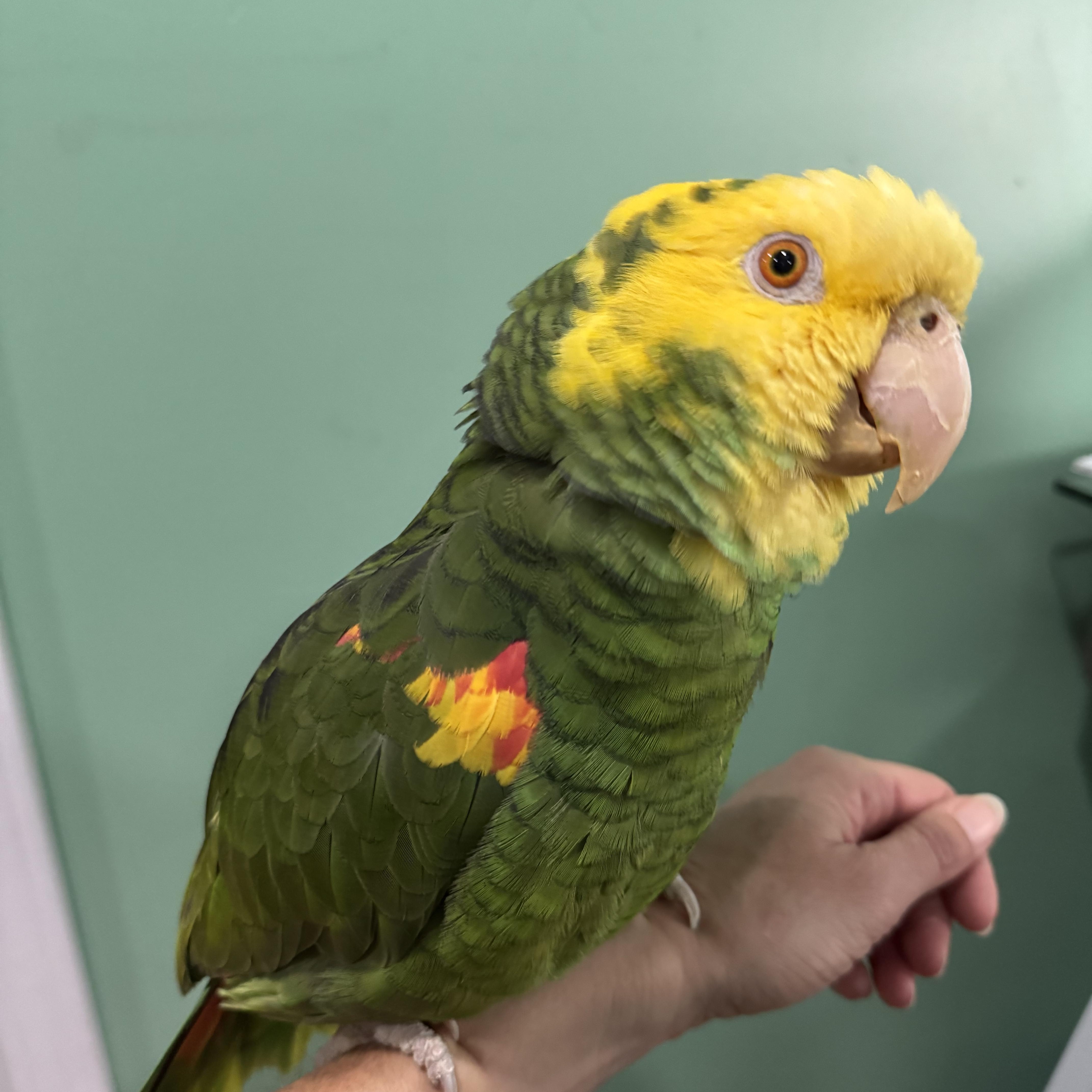 Gumby, ADOPTABLE, Adult Male Amazon.