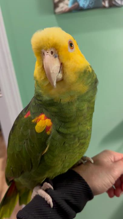 Enlarge Gumby, a ADOPTABLE Amazon in San Diego, CA video 4/4