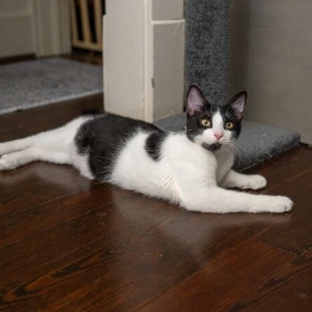 Benny Abba — thumbnail 2