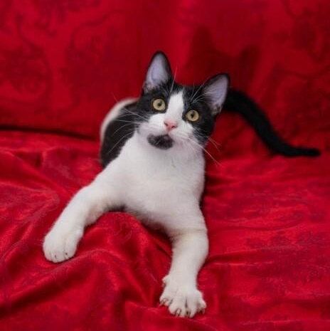 Benny Abba — thumbnail 4