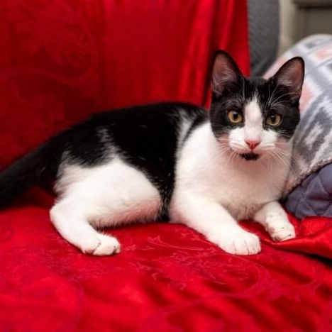 Benny Abba — thumbnail 5