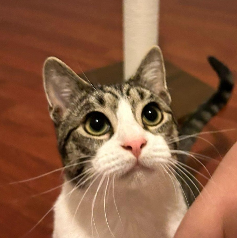 Louis, an adoptable Domestic Short Hair in Mississippi State, MS, 39762 | Photo Image 1