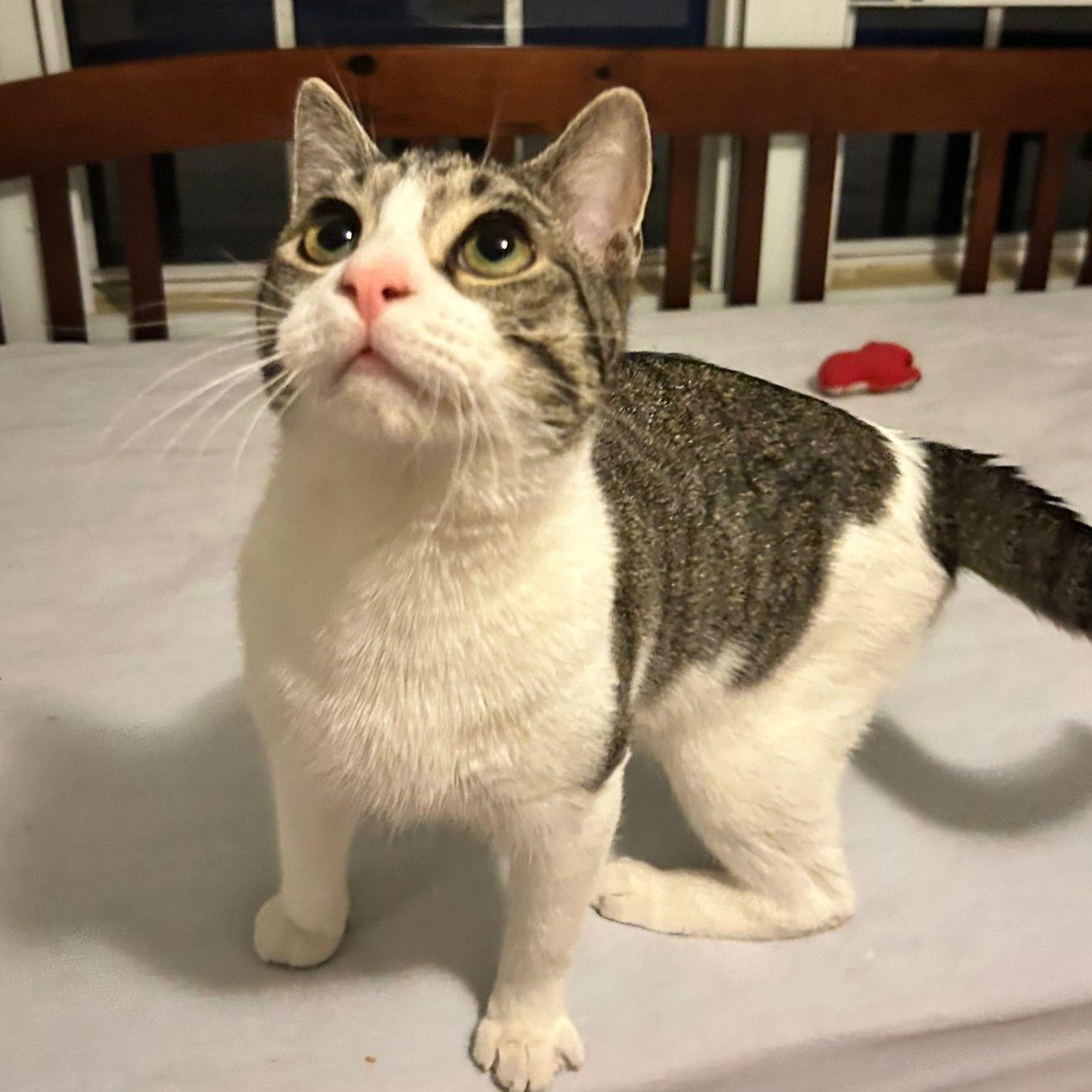 Louis, an adoptable Domestic Short Hair in Mississippi State, MS, 39762 | Photo Image 2