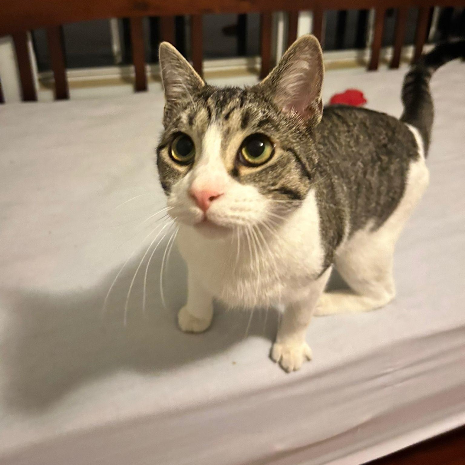 Louis, an adoptable Domestic Short Hair in Mississippi State, MS, 39762 | Photo Image 4