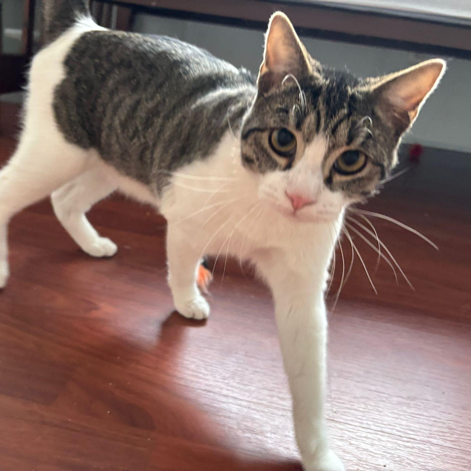 Louis, an adoptable Domestic Short Hair in Mississippi State, MS, 39762 | Photo Image 3