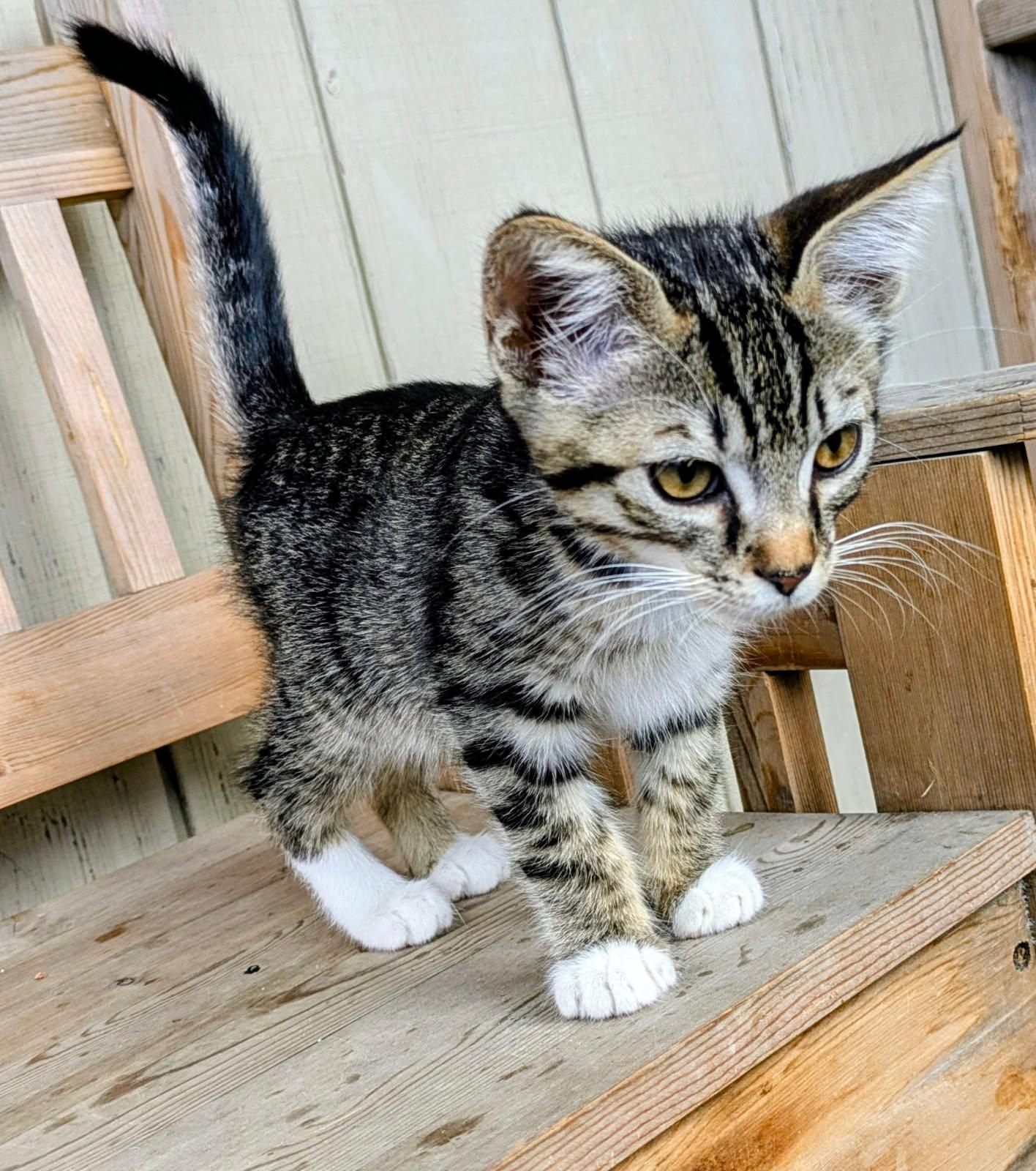 Orzo, ADOPTABLE, Kitten Male Domestic Medium Hair.