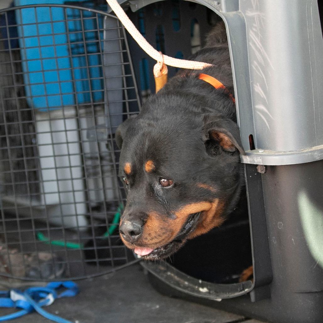 Ollie (MY26-88), a Adoptable Rottweiler in Peyton, CO image 4/6