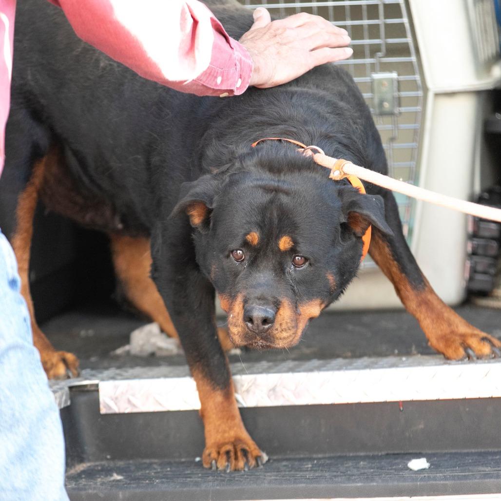 Ollie (MY26-88), a Adoptable Rottweiler in Peyton, CO image 5/6
