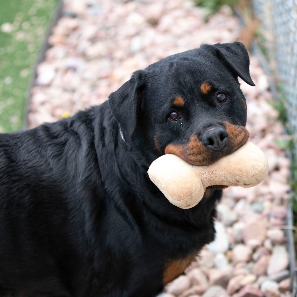 Ollie (MY26-88), a Adoptable Rottweiler in Peyton, CO image 1/6