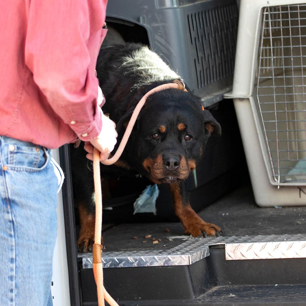 Ollie (MY26-88), a Adoptable Rottweiler in Peyton, CO image 6/6