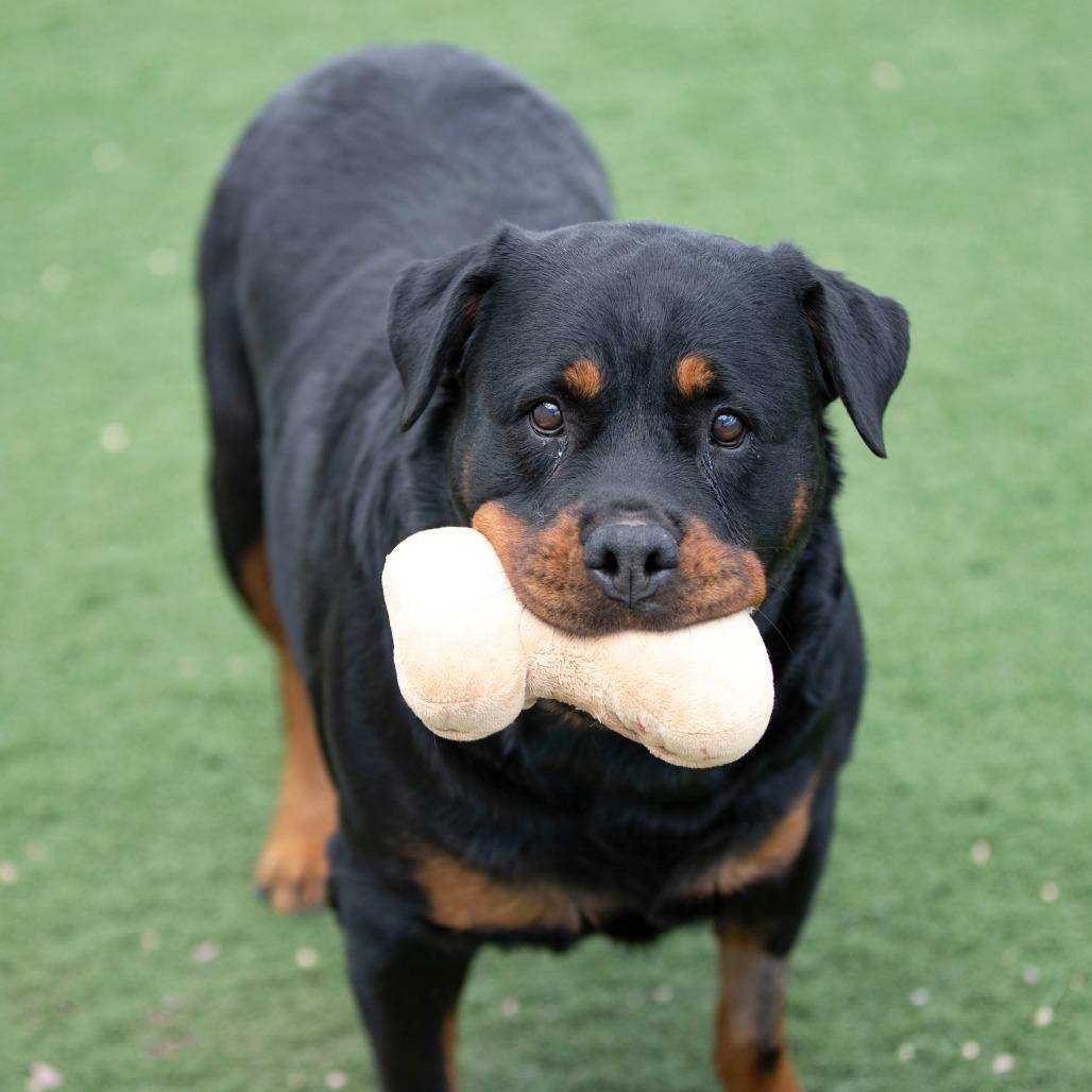 Ollie (MY26-88), a Adoptable Rottweiler in Peyton, CO image 3/6