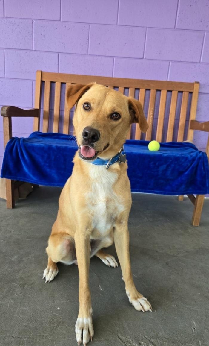 **TUCKER**, Adoptable, Young Male Labrador Retriever.