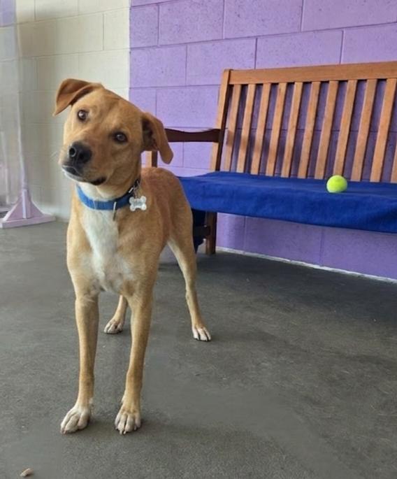 Enlarge **TUCKER**, a Adoptable Labrador Retriever in North Prairie, WI image 2/2