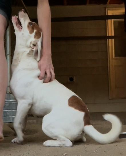 Rascal, Adoptable, Young Male Australian Cattle Dog / Blue Heeler & Jack Russell Terrier.