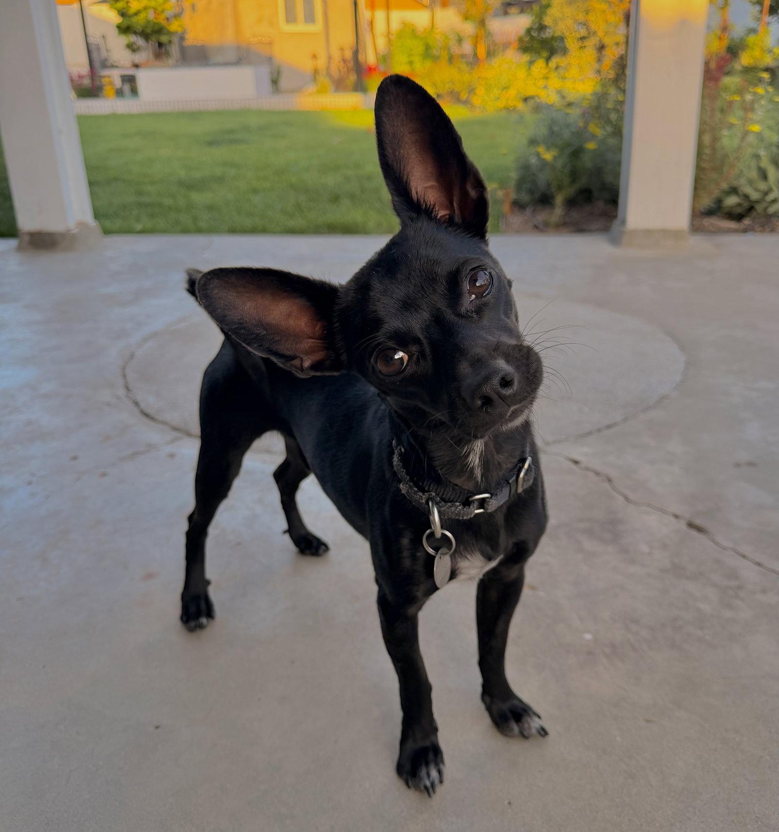 Sunny, Adoptable, Young Male Chihuahua.