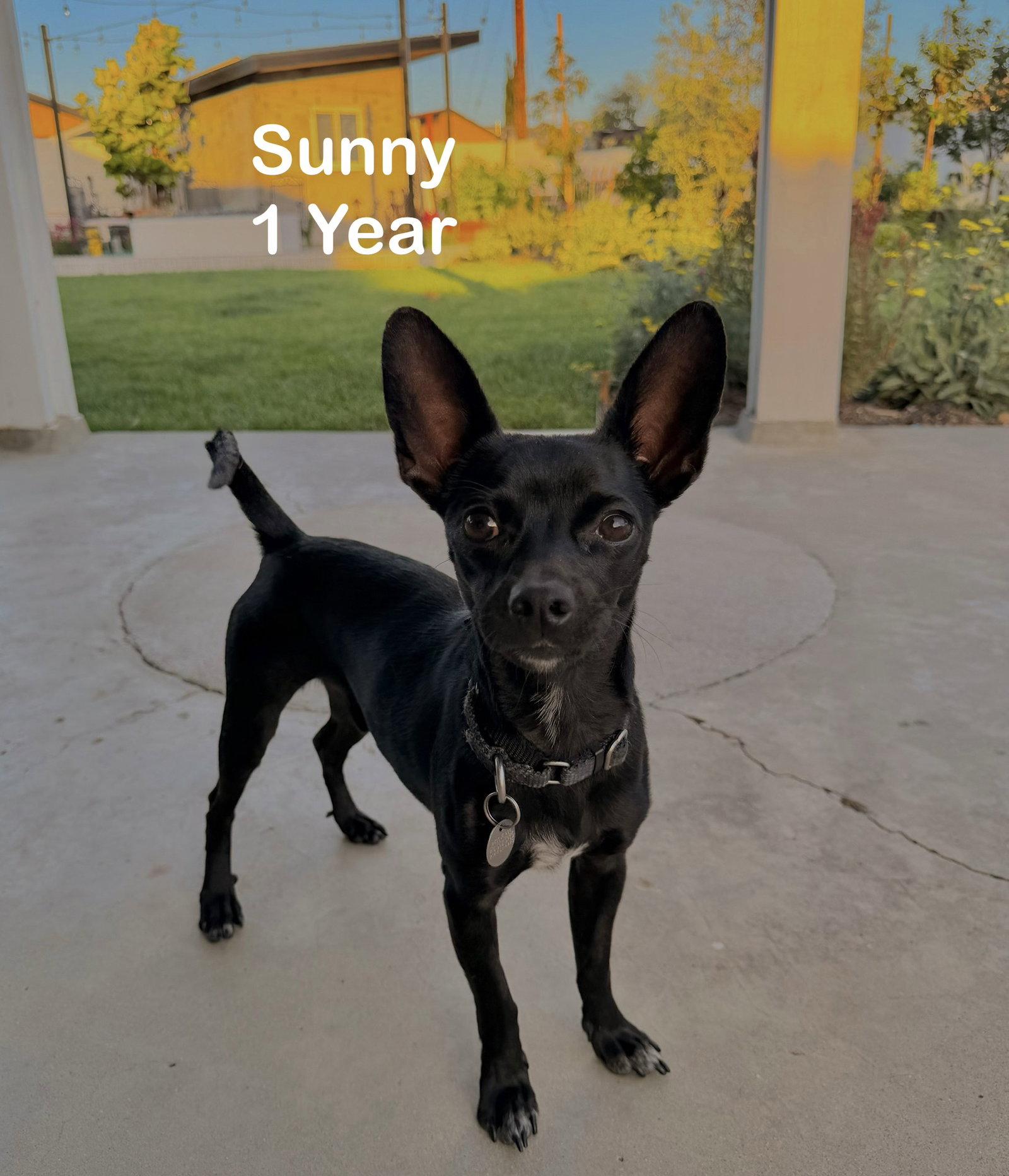 Sunny, a Adoptable Chihuahua in Orange, CA image 2/3