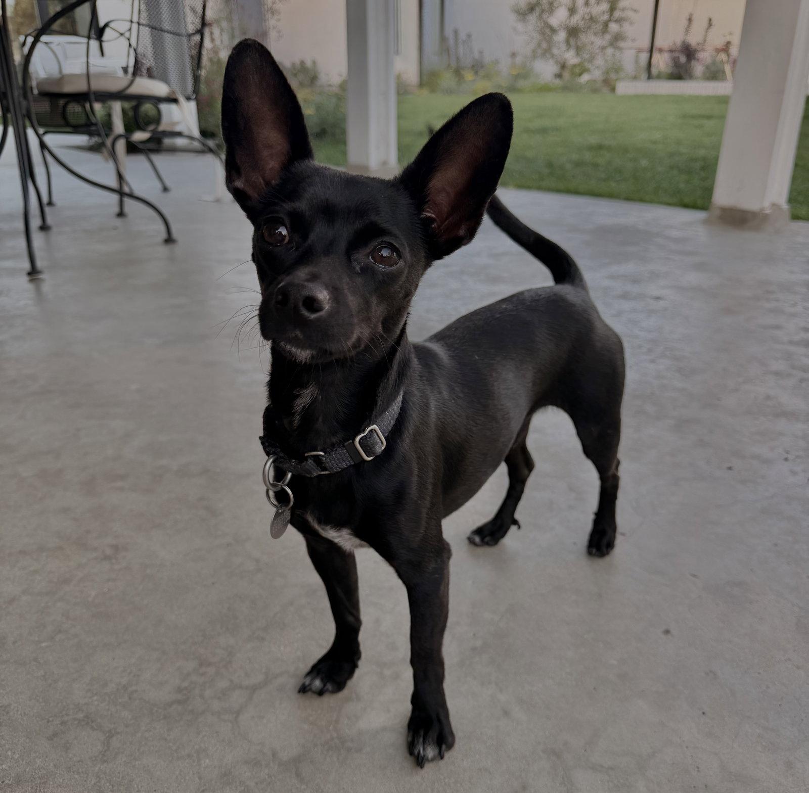 Sunny, a Adoptable Chihuahua in Orange, CA image 3/3