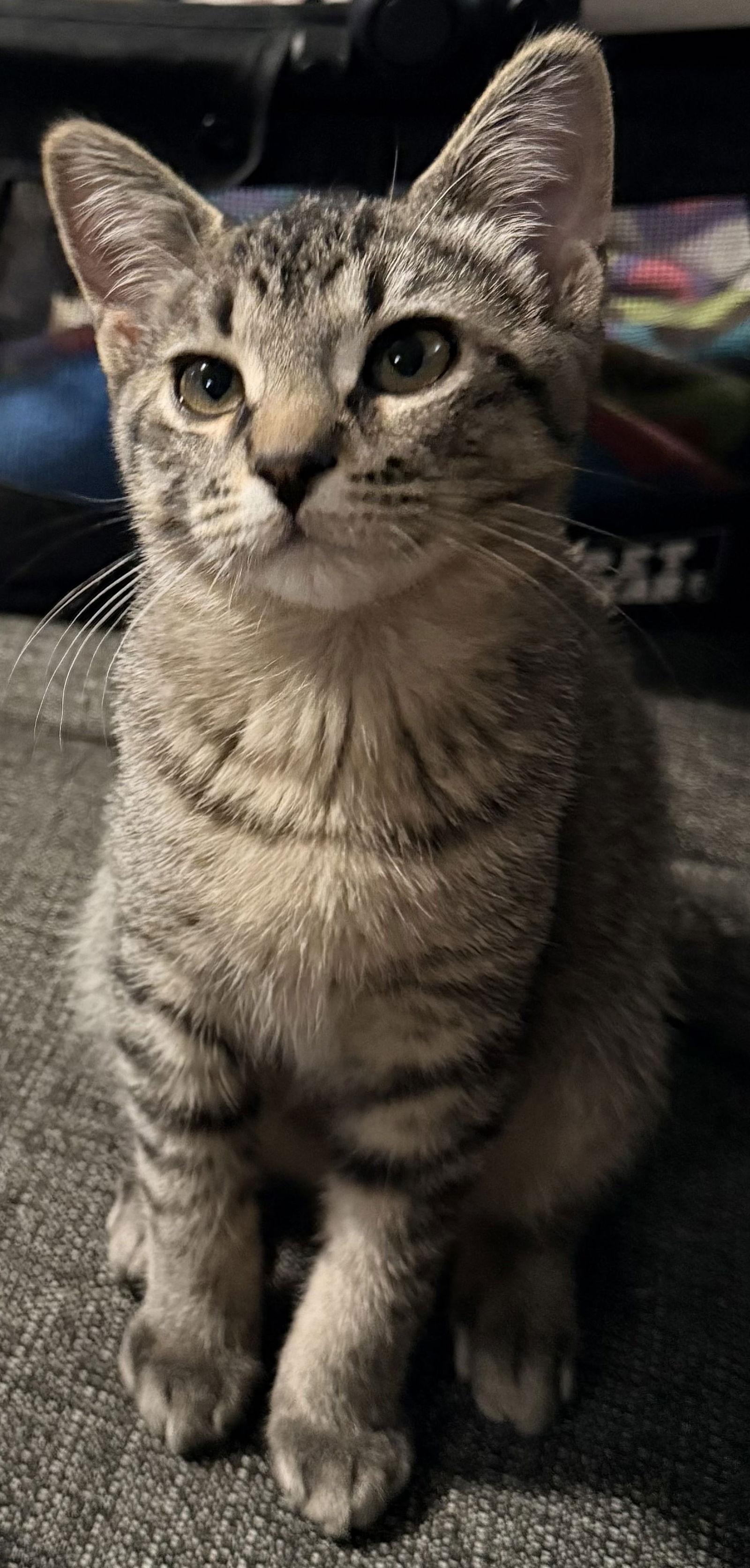 Enlarge Kettle, a Adopted Domestic Short Hair in Forest Lake, MN image 1/3